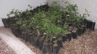 As mudas de plantas frutíferas estão no TRT