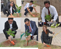 TRT do Maranhão  incentiva o plantio de árvores  
