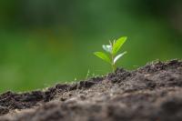 Arte feita com uma imagem de uma pequena planta nascendo. Ao fundo um cenário verde. Na parte inferior, imagem de uma terra de onde nasce a planta.