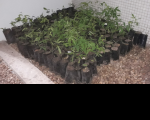 As mudas de plantas frutíferas estão no TRT