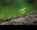 Arte feita com uma imagem de uma pequena planta nascendo. Ao fundo um cenário verde. Na parte inferior, imagem de uma terra de onde nasce a planta.